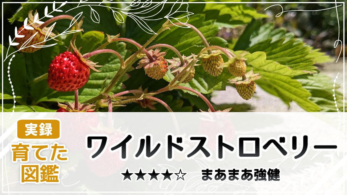 育てた図鑑】ワイルドストロベリー｜雪国でもどんどん増える｜雪国の 